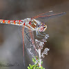 Variegated Meadowhawk