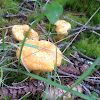 Chanterelle mushroom