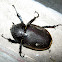 Female Rhino beetle