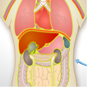 "Human Anatomy App for Android" icon