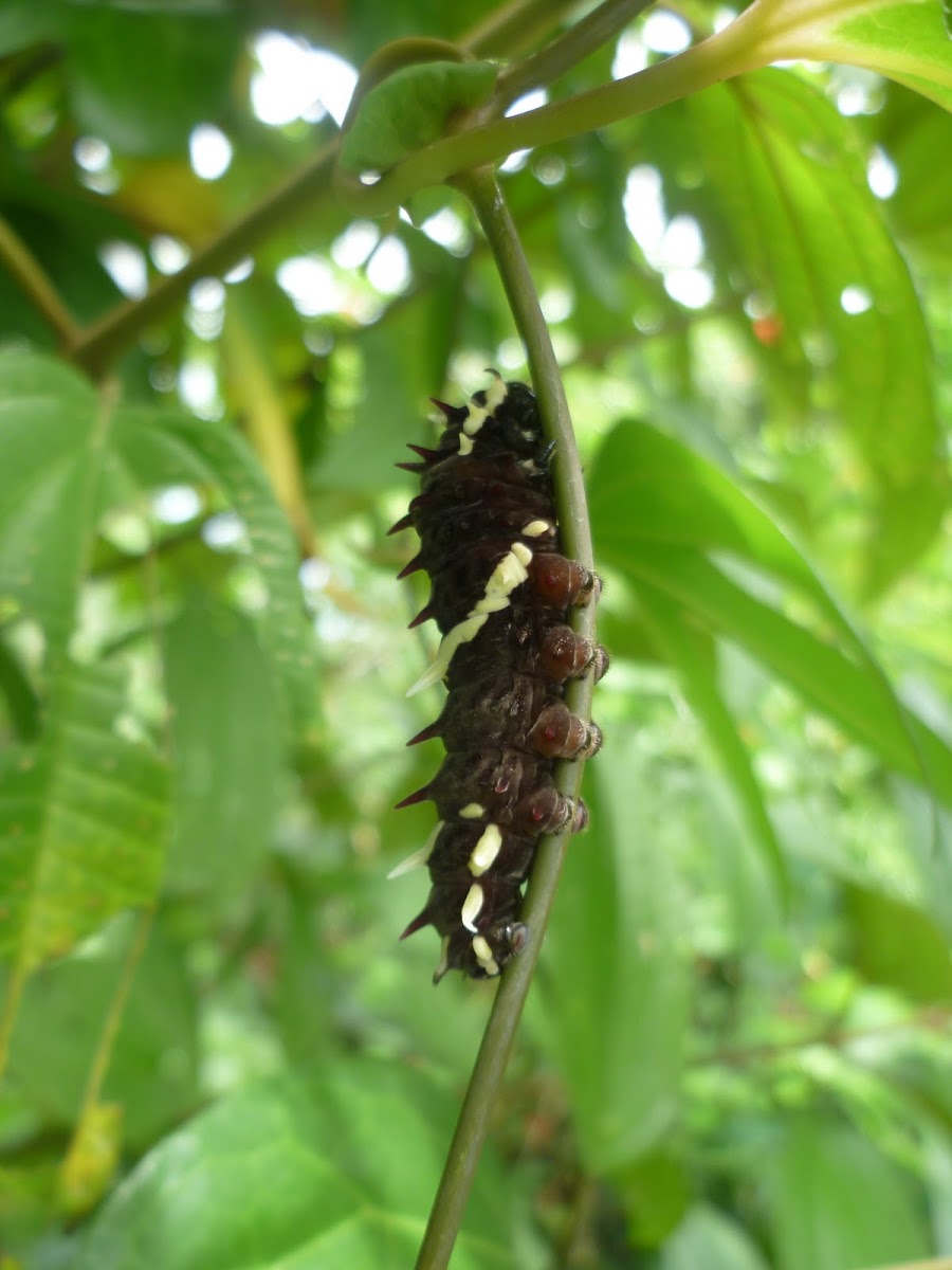 Wedge-Spotted Cattleheart Caterpillar