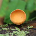Orange Cup Fungi