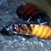 Hissing Madagascar Cockroach