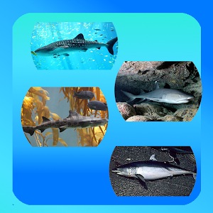 Sharks Picture Quiz.apk 1.0