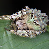 Lichen mimic orb weaver