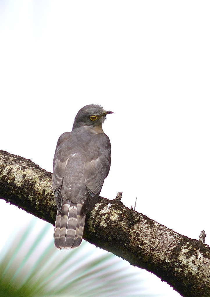 Brain fever bird (Common Hawk-Cuckoo)