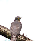 Brain fever bird (Common Hawk-Cuckoo)