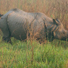 Greater one-horned rhino