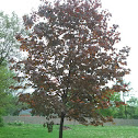 Norway Maple Tree