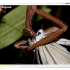 Mantis eating Common Wanderer