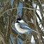 Black-capped Chickadee