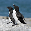 Razorbill