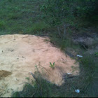 Florida Gopher Tortoise burrow