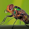 oriental latrine fly
