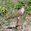 Crowned Lapwing Plover