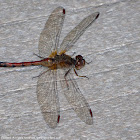 Autumn Meadowhawk dragonfly (female)