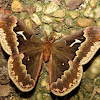 Promethea Moth