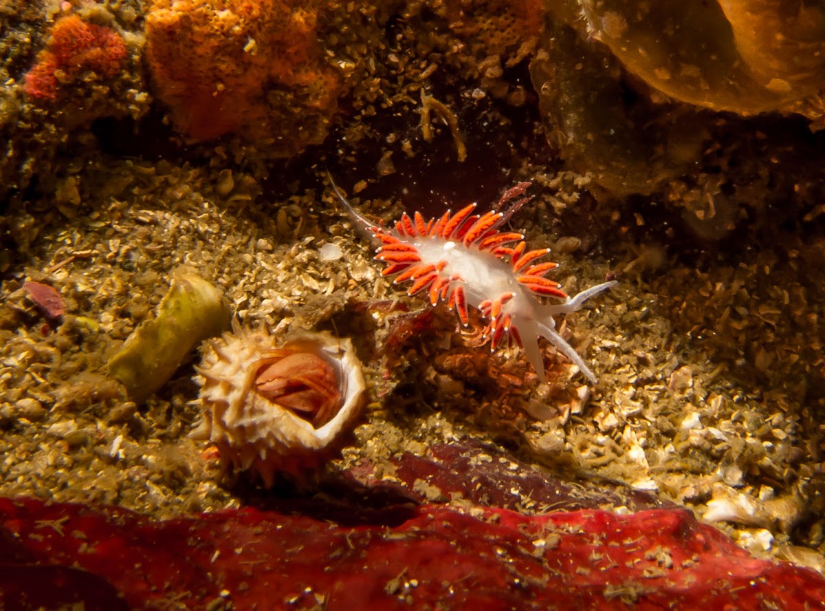 Red-gilled nudibranch