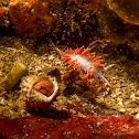Red-gilled nudibranch