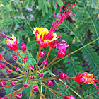Malinche plant