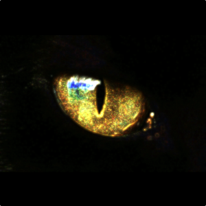 New Catcheye Plus.apk 2.0.1