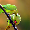 Rose Ringed Parakeet