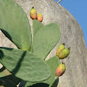 Indian fig opuntia (Fico d'India)
