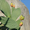 Indian fig opuntia (Fico d'India)