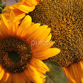 Sunflower  by তিত কুটি - Flowers Flower Gardens