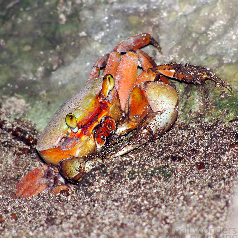 Blue Land Crab - young