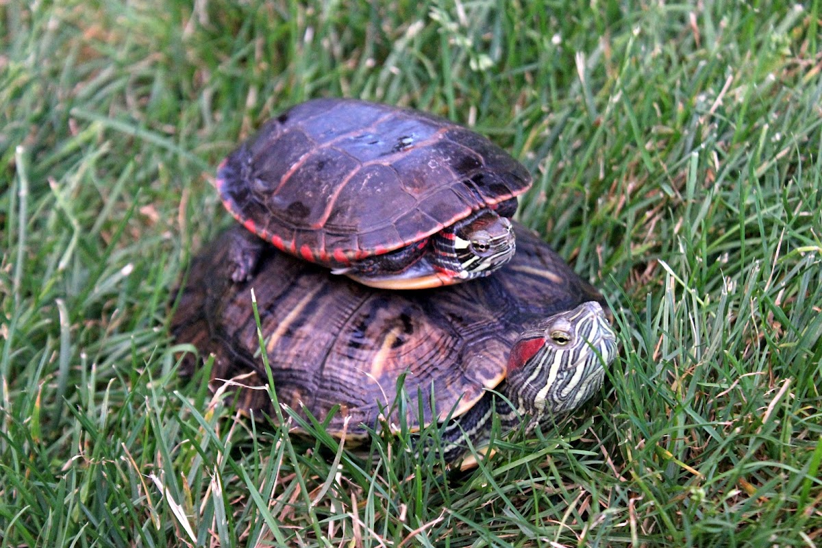 Eastern Painted (male) + Red-eared Slider (male)