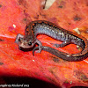 Northern zigzag salamander
