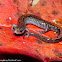 Northern zigzag salamander