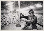 Varkens- en pluimveehouderij