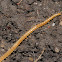 Soil centipede
