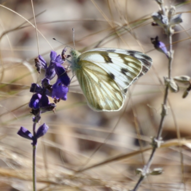 Checkered White, Southern Cabbage Butterfly