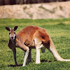 Kangaroo Wallpapers