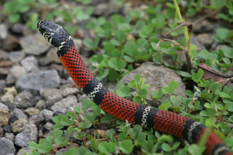 False Coral Snake