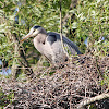 Great Blue Heron