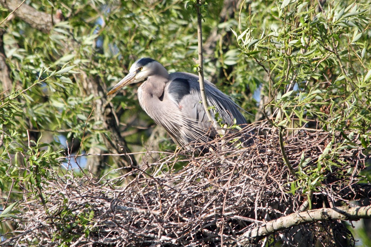 Great Blue Heron