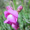 Greater Snapdragon
