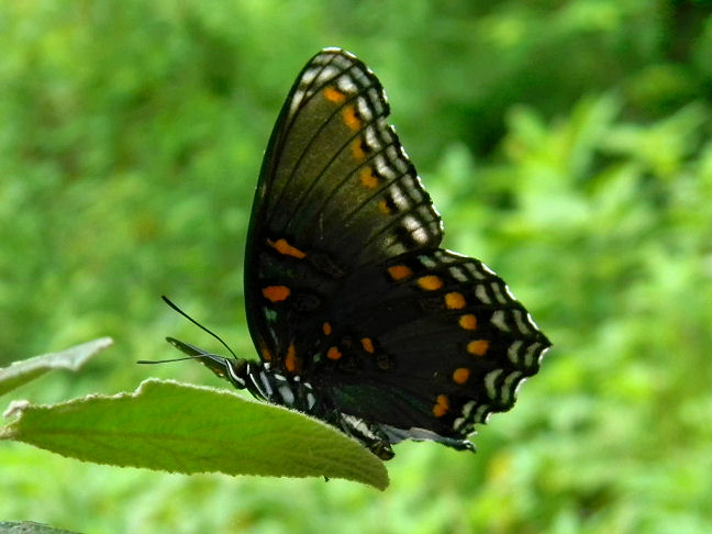 red-spotted purple, red-spotted admiral