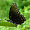 red-spotted purple, red-spotted admiral