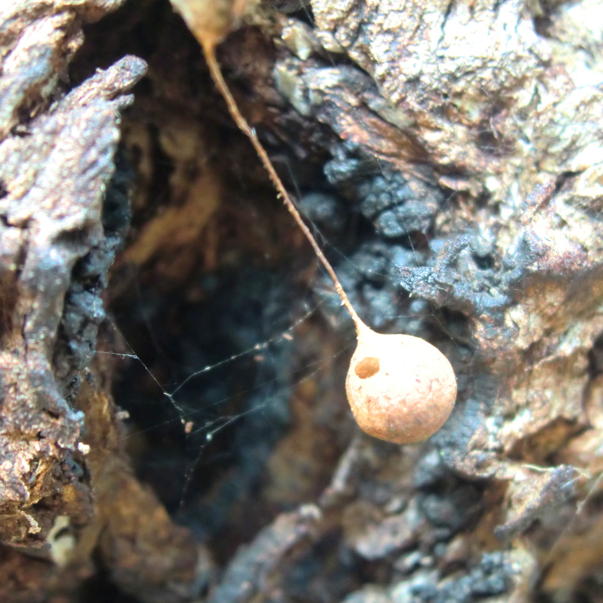 Spider ball on a string