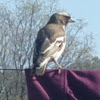 White-browed Sparrow-Weaver/Koringvoël
