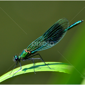 by Ita Martin - Uncategorized All Uncategorized