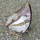 Blue Nawab Butterfly