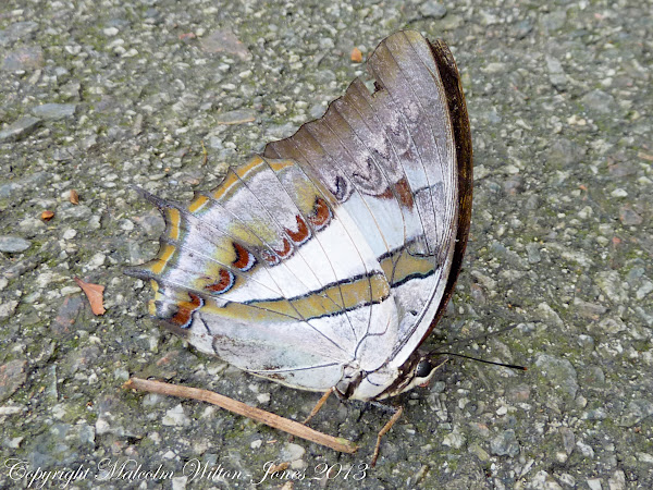 Blue Nawab Butterfly | Project Noah