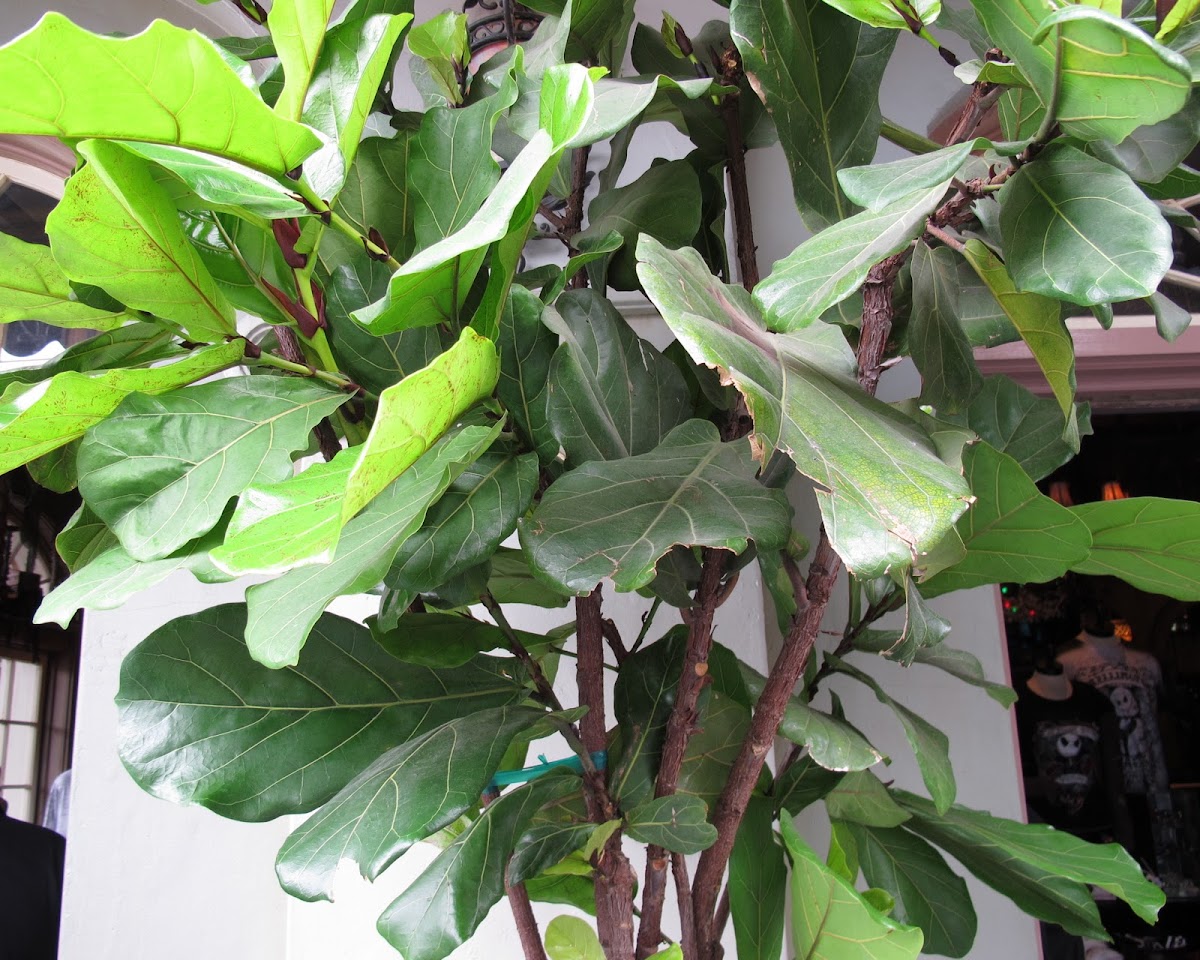 Fiddle-leaf Fig