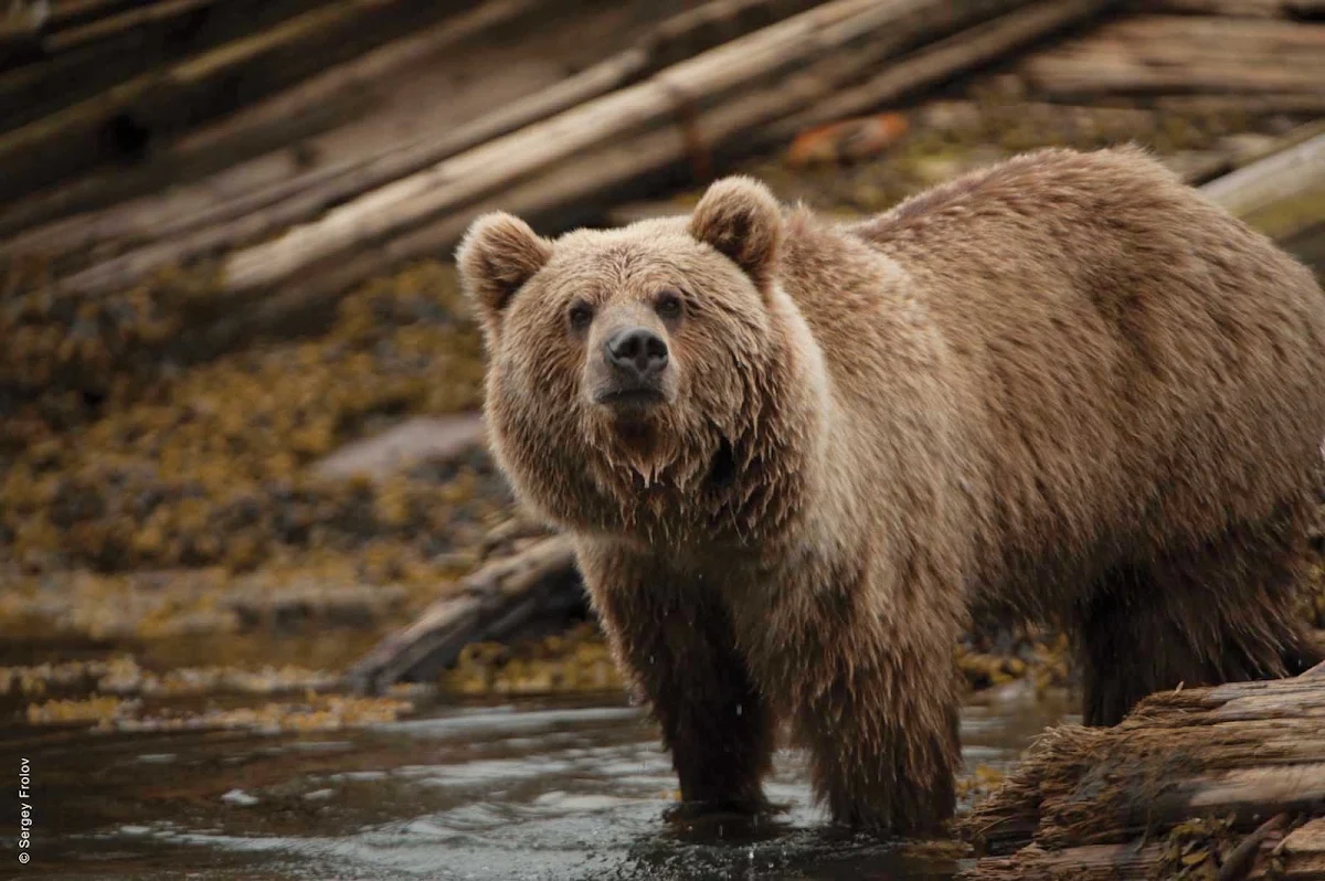 Silversea-Silver-Discoverer-Kamchatka-bear - Go meet the famous Russian bears when you sail to Kamchatka in far eastern Russia with Silver Discoverer.